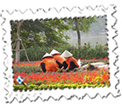 Workers tend the gardens around Hoan Kiem lake, Ha Noi
