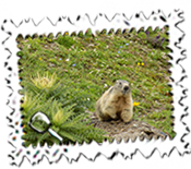 A marmot.