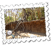 One of the trees at Ta Prohm Temple