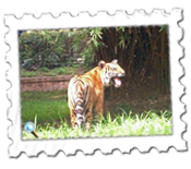 A tiger at Mysore Zoo braving the midday sun