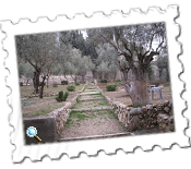 The Gardens of Gethsemane in Jerusalem