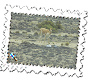 A vicuna between Arequipa and Puno