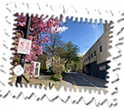 There was plenty of cherry blossom everywhere